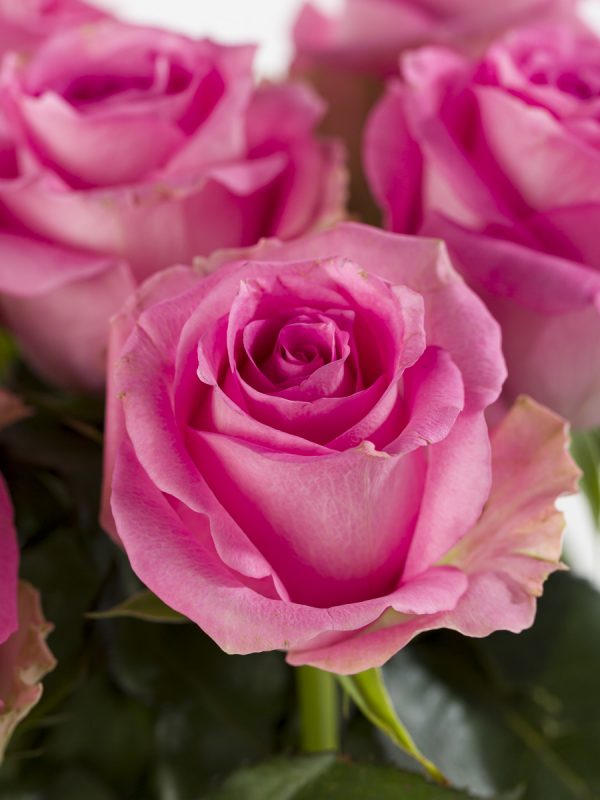 10 roze rozen - Candy Avalanche | Rozen online bestellen & versturen | Surprose.nl