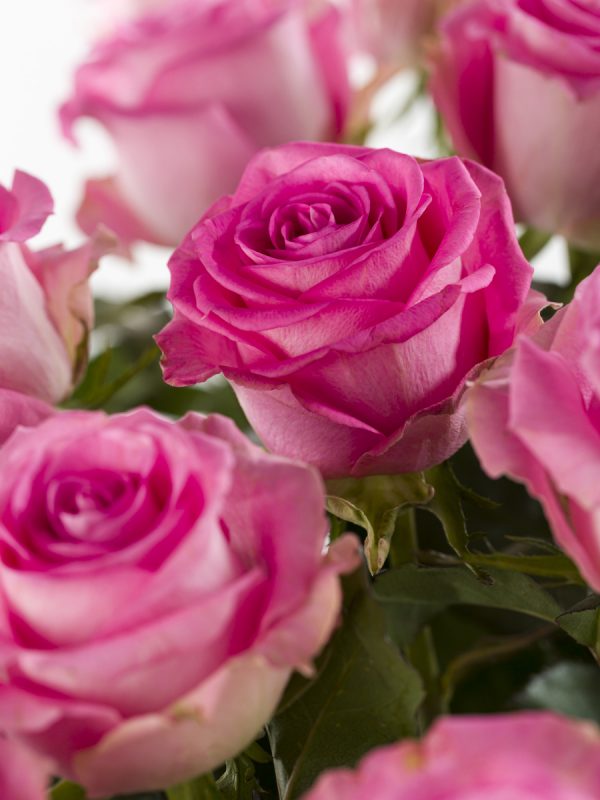 20 roze rozen - Candy Avalanche | Rozen online bestellen & versturen | Surprose.nl