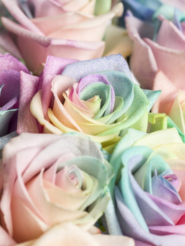 20 regenboog rozen pastel | Rozen online bestellen & versturen | Surprose.nl