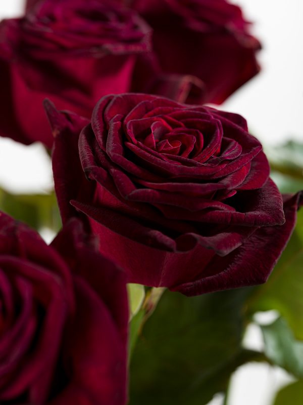 20 dieprode rozen - Black Baccara | Rozen online bestellen & versturen | Surprose.nl