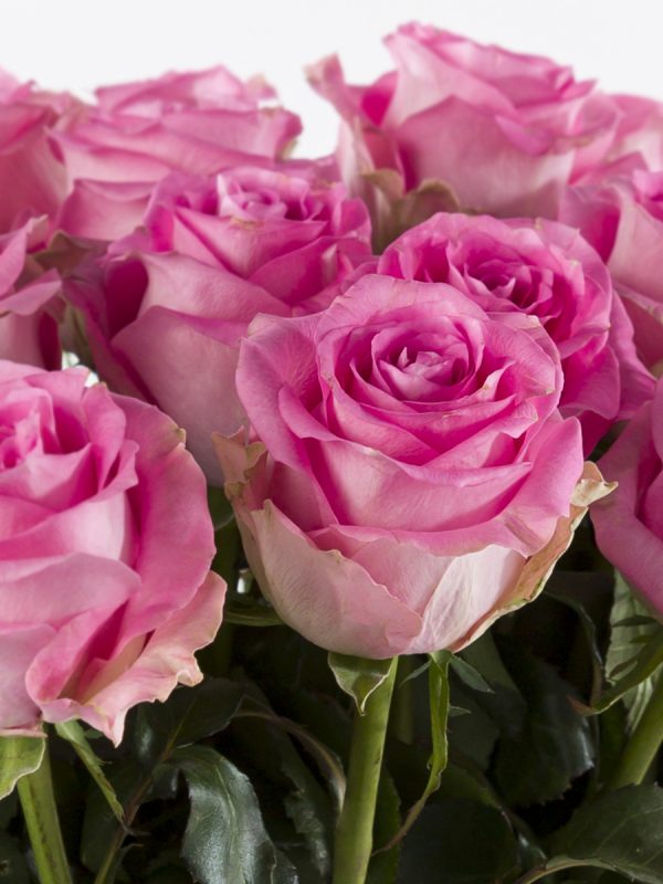 30 roze rozen - Avalanche Candy | Rozen online bestellen & versturen | Surprose.nl