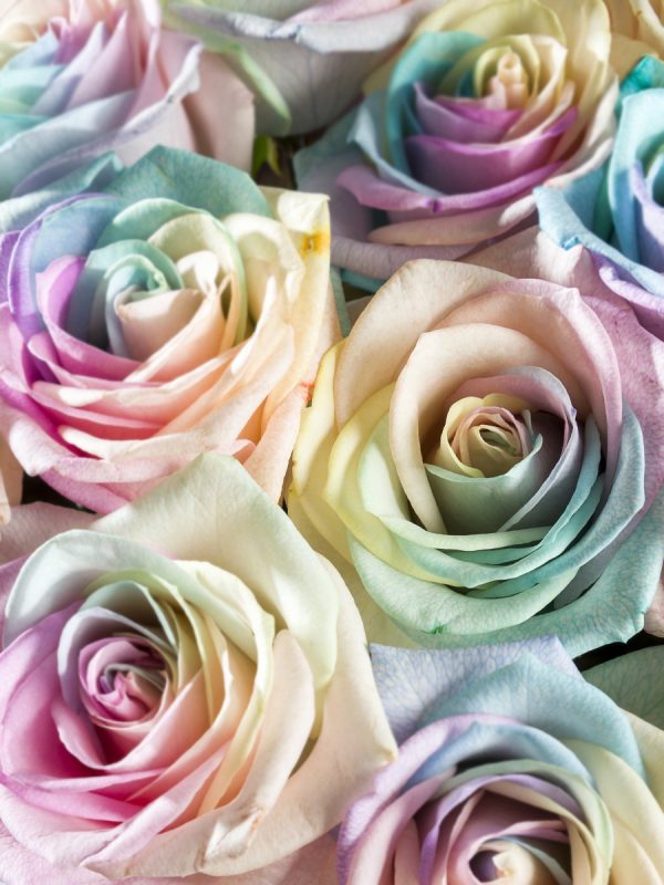 30 regenboog rozen pastel | Rozen online bestellen & versturen | Surprose.nl