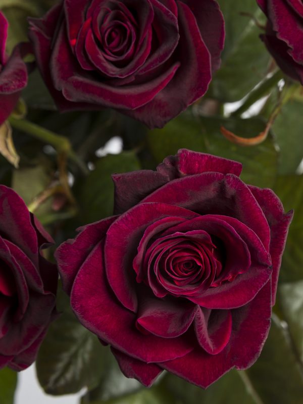 30 dieprode rozen - Black Baccara | Rozen online bestellen & versturen | Surprose.nl