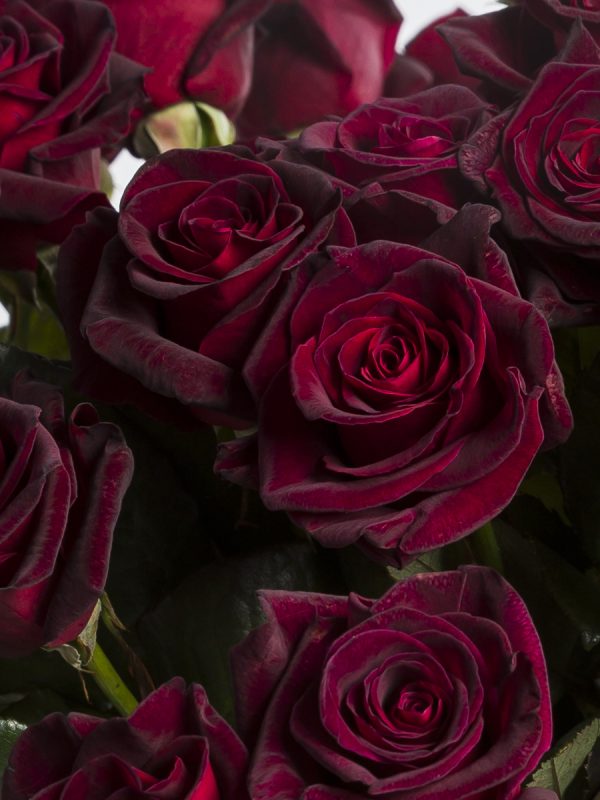 50 dieprode rozen - Black Baccara | Rozen online bestellen & versturen | Surprose.nl