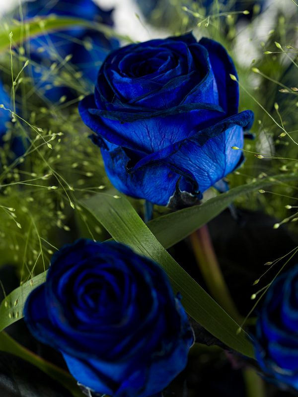 20 blauwe rozen met panicum | Rozen online bestellen & versturen | Surprose.nl