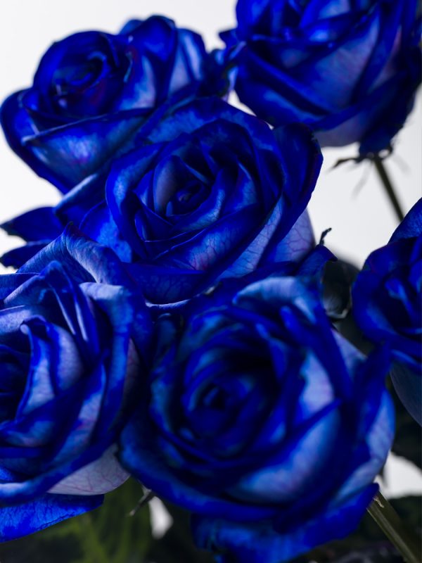 20 blauwe rozen | Rozen online bestellen & versturen | Surprose.nl