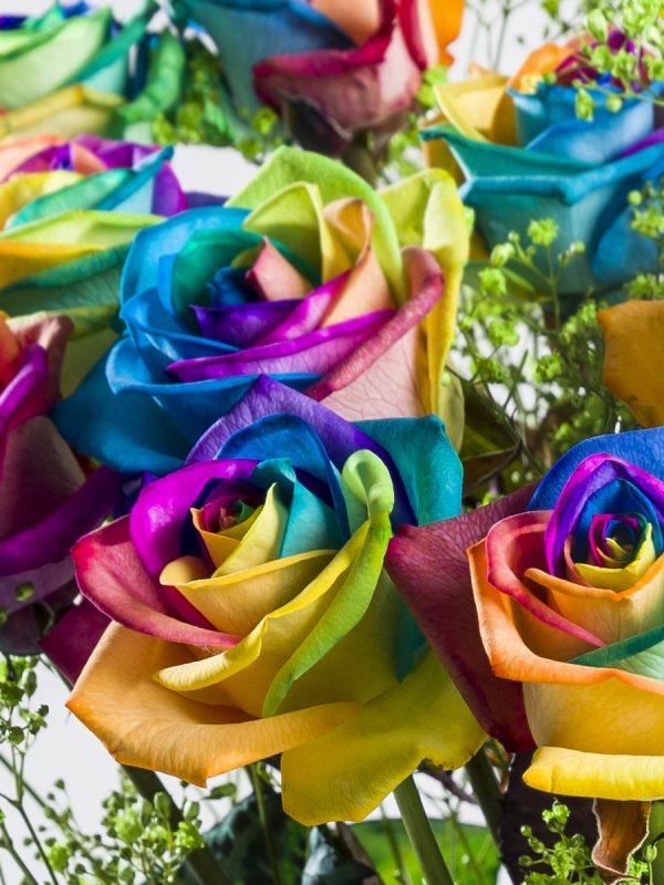 Regenboog rozen met groen gipskruid | Rozen online bestellen & versturen | Surprose.nl