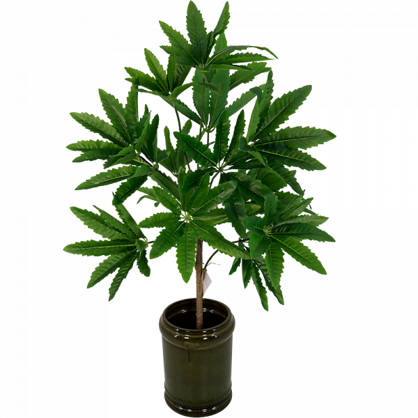 Zijdeplant Fatsia