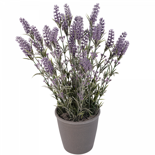 Grote zijde lavendel in pot