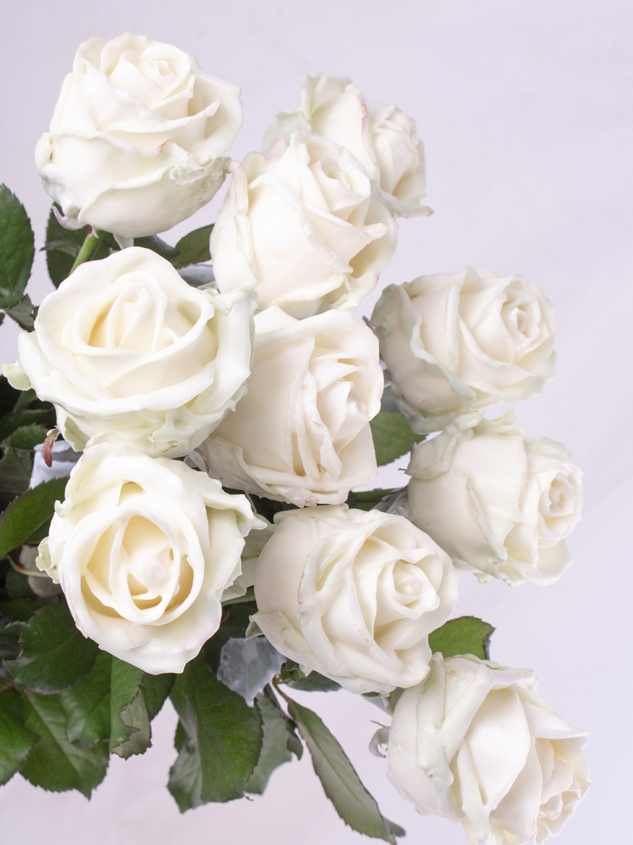 10 witte waxrozen 1 10 witte waxrozen