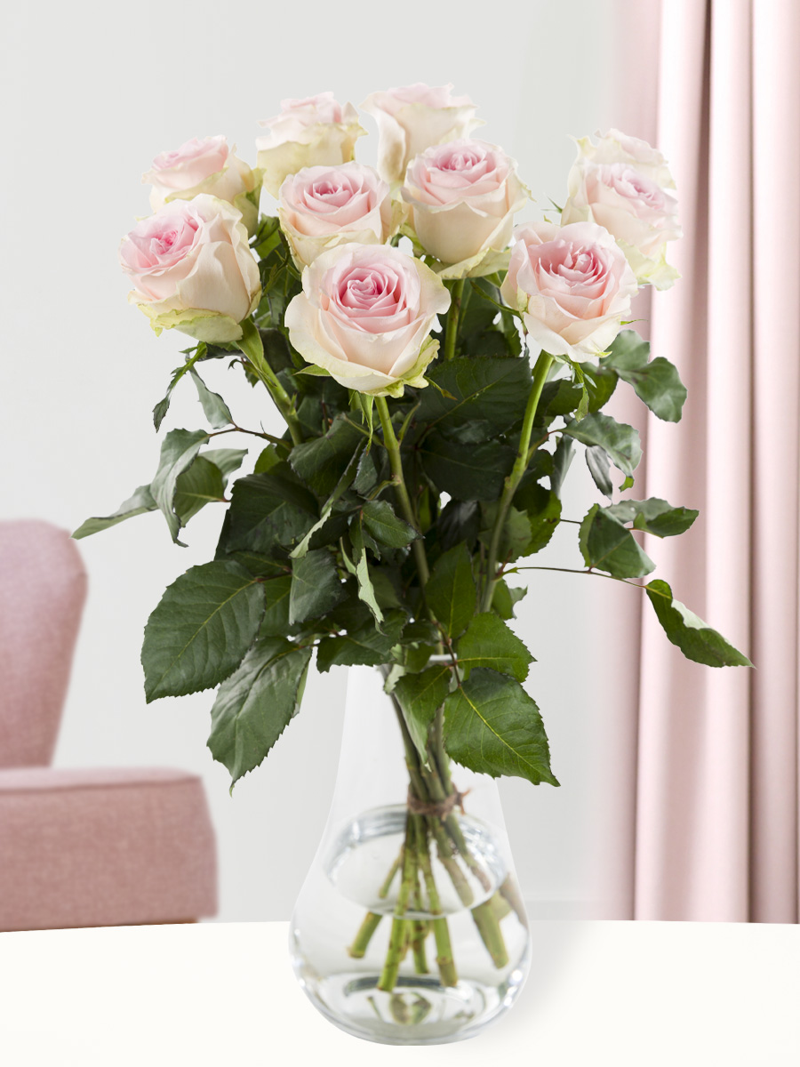 10 zachtroze rozen - XL rozen - Sweet Revival 1 10 zachtroze rozen - XL rozen - Sweet Revival