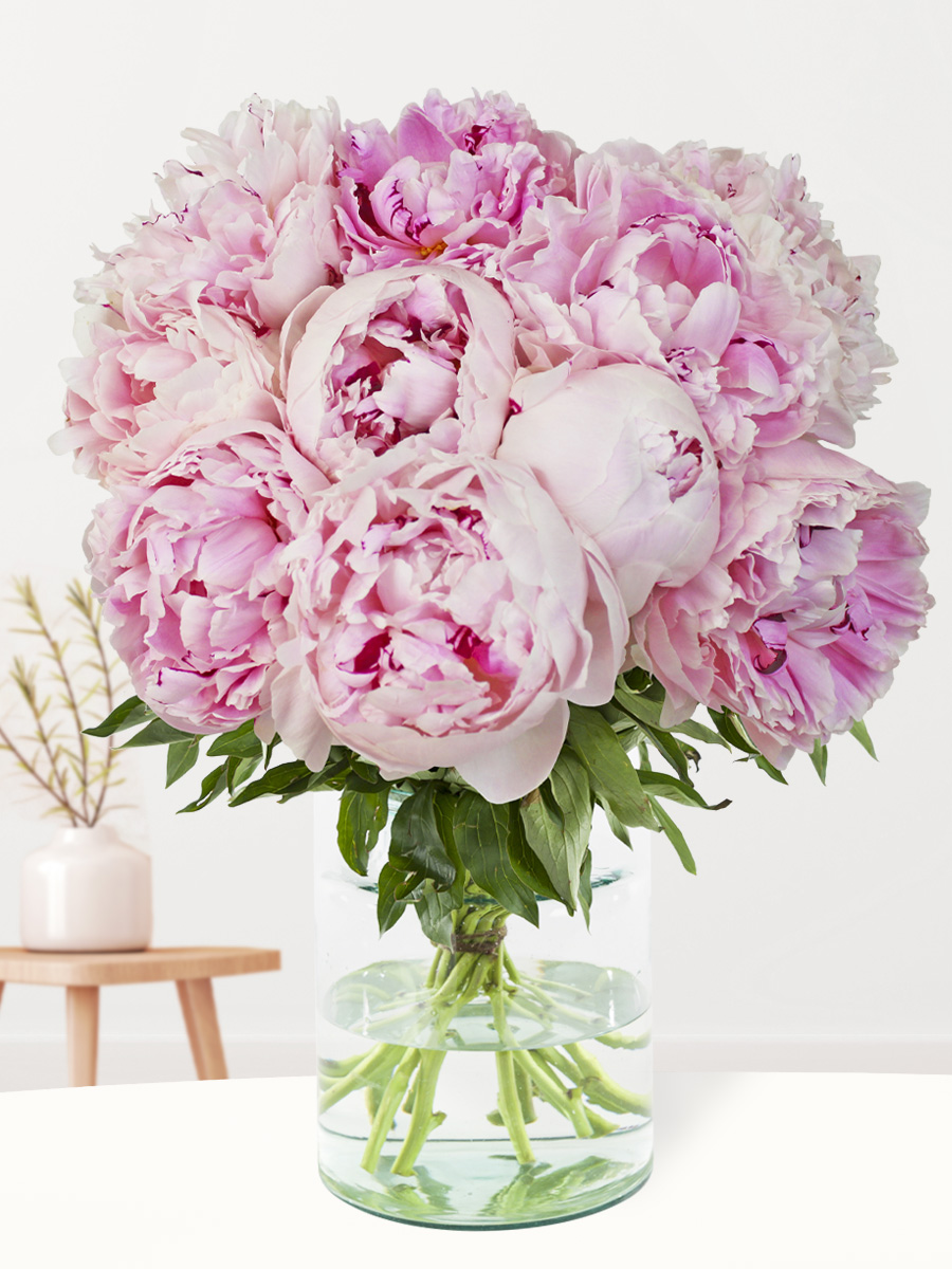 10 zachtroze pioenrozen - Sarah Bernhardt 1 10 zachtroze pioenrozen - Sarah Bernhardt
