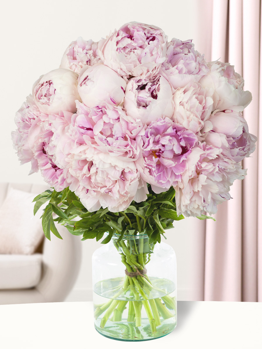 15 zachtroze pioenrozen - Sarah Bernhardt 1 15 zachtroze pioenrozen - Sarah Bernhardt