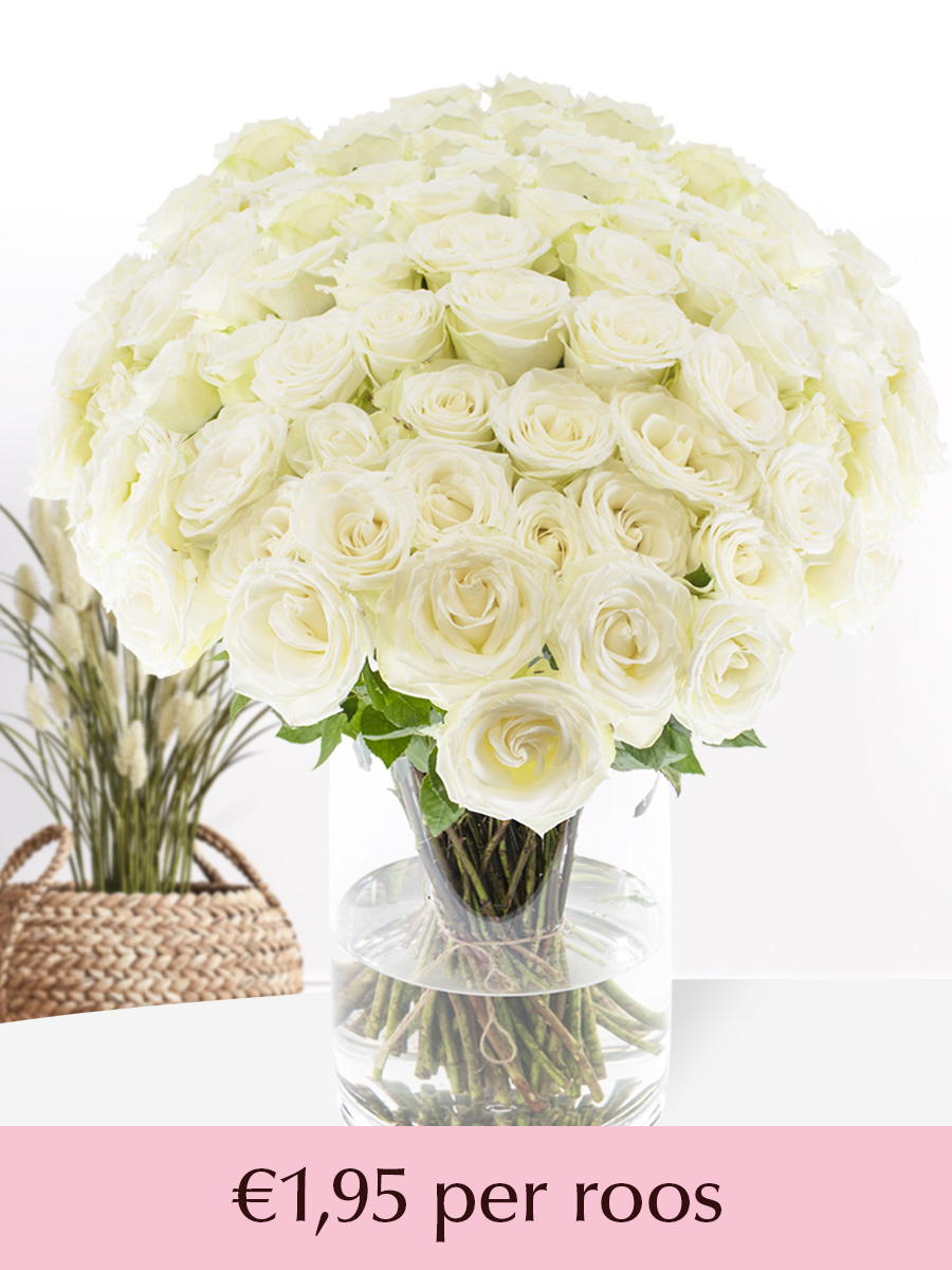 500 tot en met 1001 witte rozen - XL rozen - Snowstorm 1 500 tot en met 1001 witte rozen - XL rozen - Snowstorm