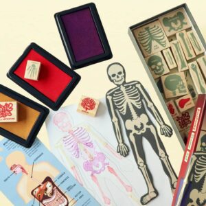 Anatomie stempelset