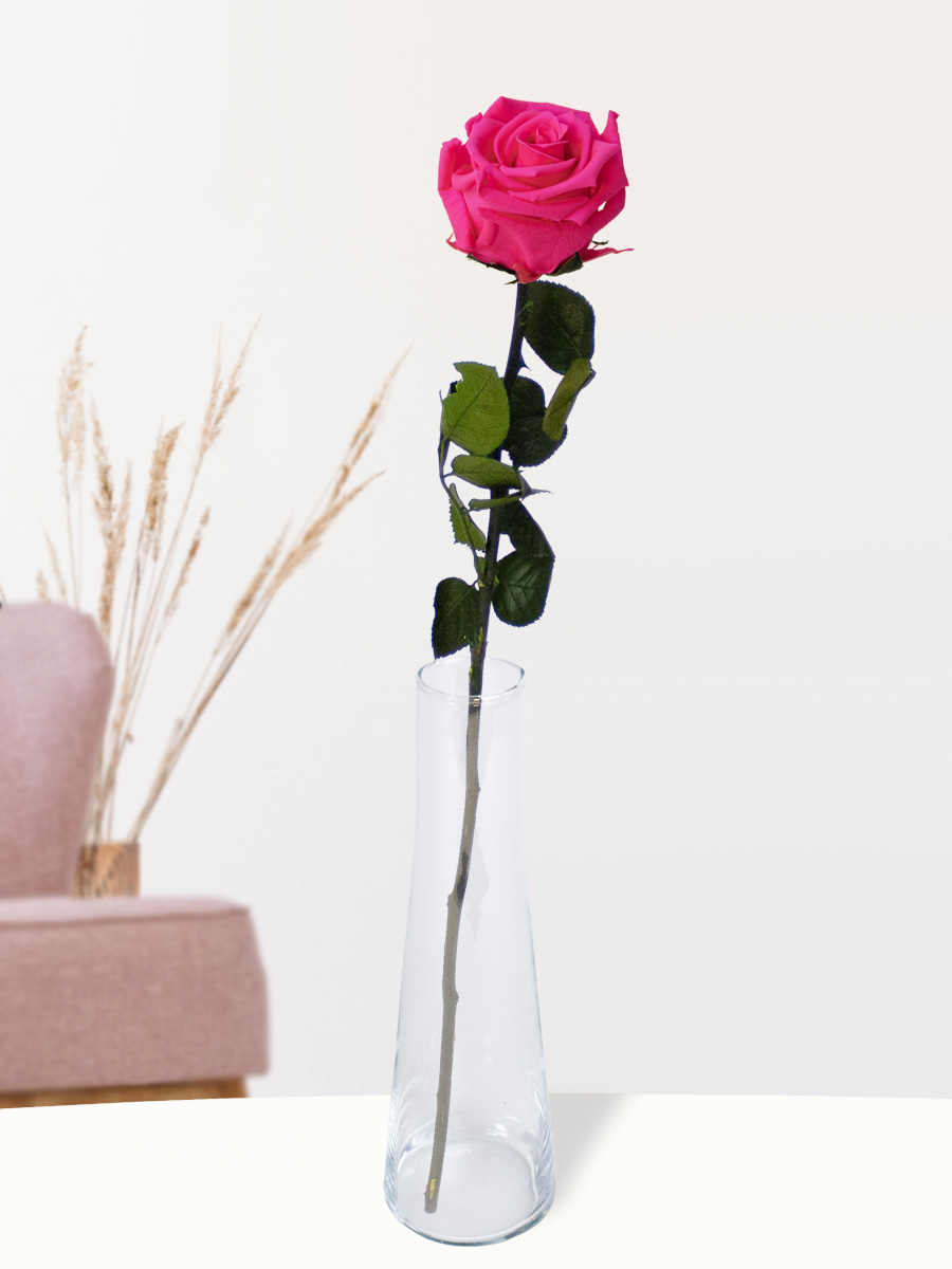 Enkele roze long life roos inclusief vaasje 1 Enkele roze long life roos inclusief vaasje