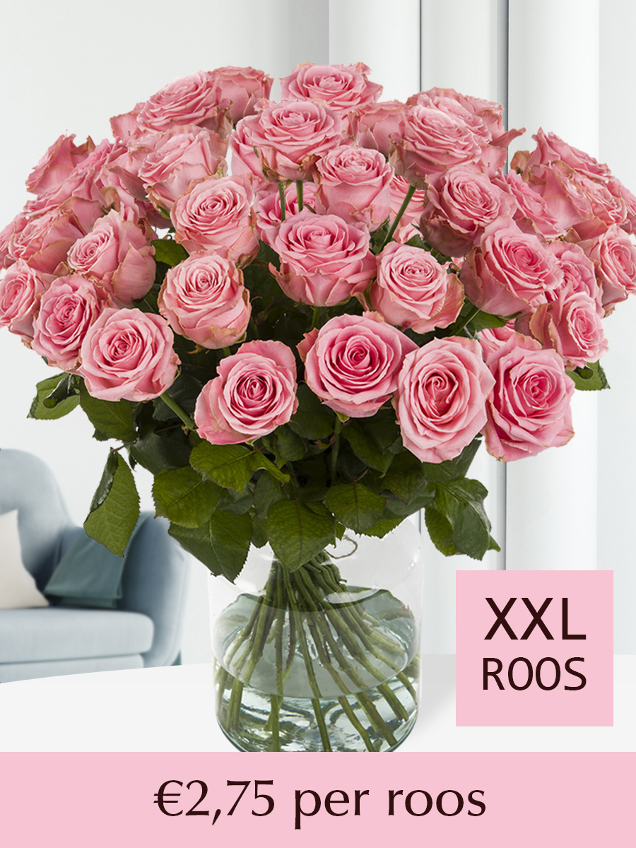 100 tot en met 500 roze rozen (Sophia Loren) 1 100 tot en met 500 roze rozen (Sophia Loren)
