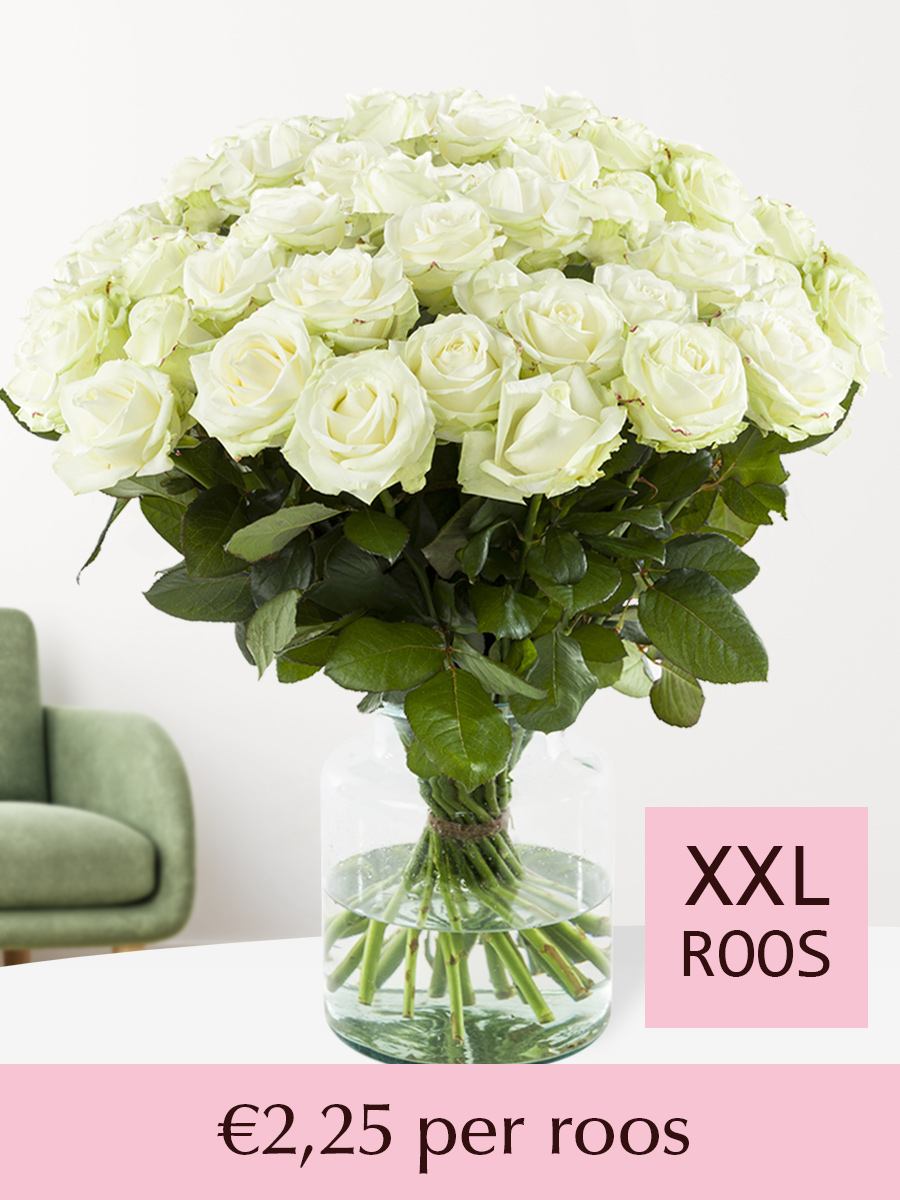 100 tot en met 499 XXL witte rozen 1 100 tot en met 499 XXL witte rozen