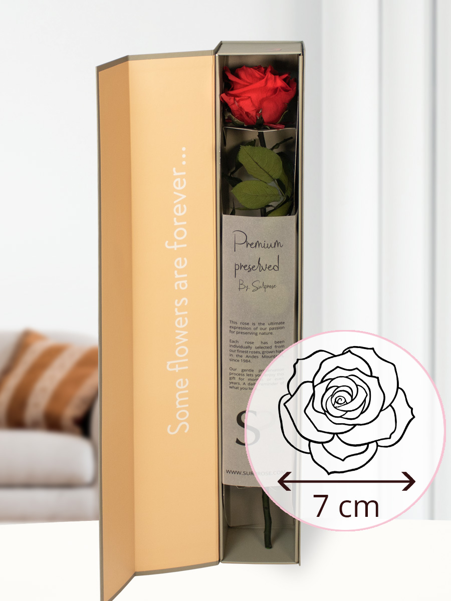 Rode premium long life roos in geschenkdoos | 50 cm 1 Rode premium long life roos in geschenkdoos | 50 cm