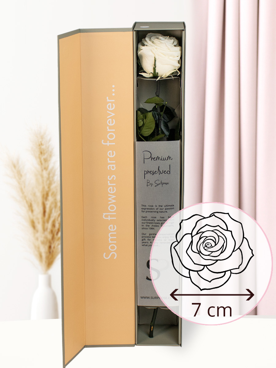 Witte premium long life roos in geschenkdoos | 50 cm 1 Witte premium long life roos in geschenkdoos | 50 cm