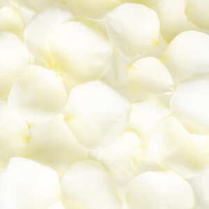 Witte rozenblaadjes