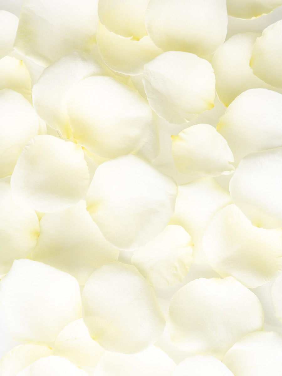 Witte rozenblaadjes 1 Witte rozenblaadjes