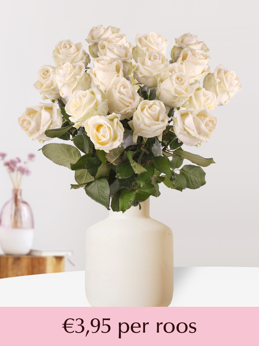 Witte waxrozen - Kies je aantal - 10 t/m 99 rozen 1 Witte waxrozen - Kies je aantal - 10 t/m 99 rozen