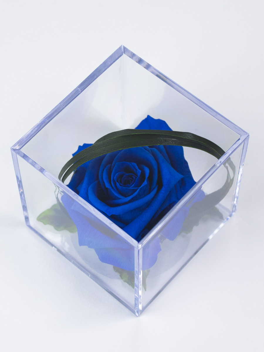 Blauwe eeuwige roos in acrylbox | Long life roos 1 Blauwe eeuwige roos in acrylbox | Long life roos