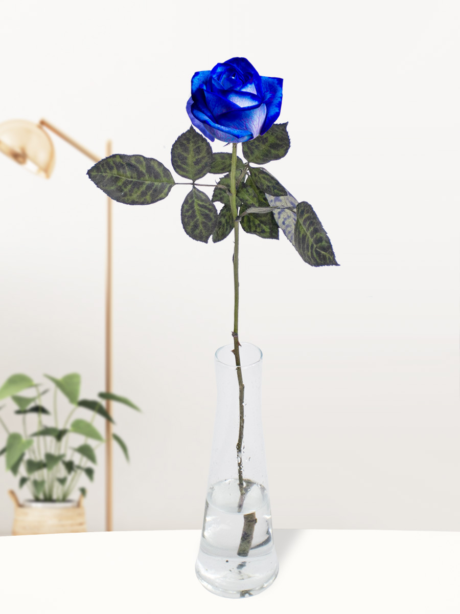 Enkele blauwe roos, inclusief vaasje 1 Enkele blauwe roos, inclusief vaasje