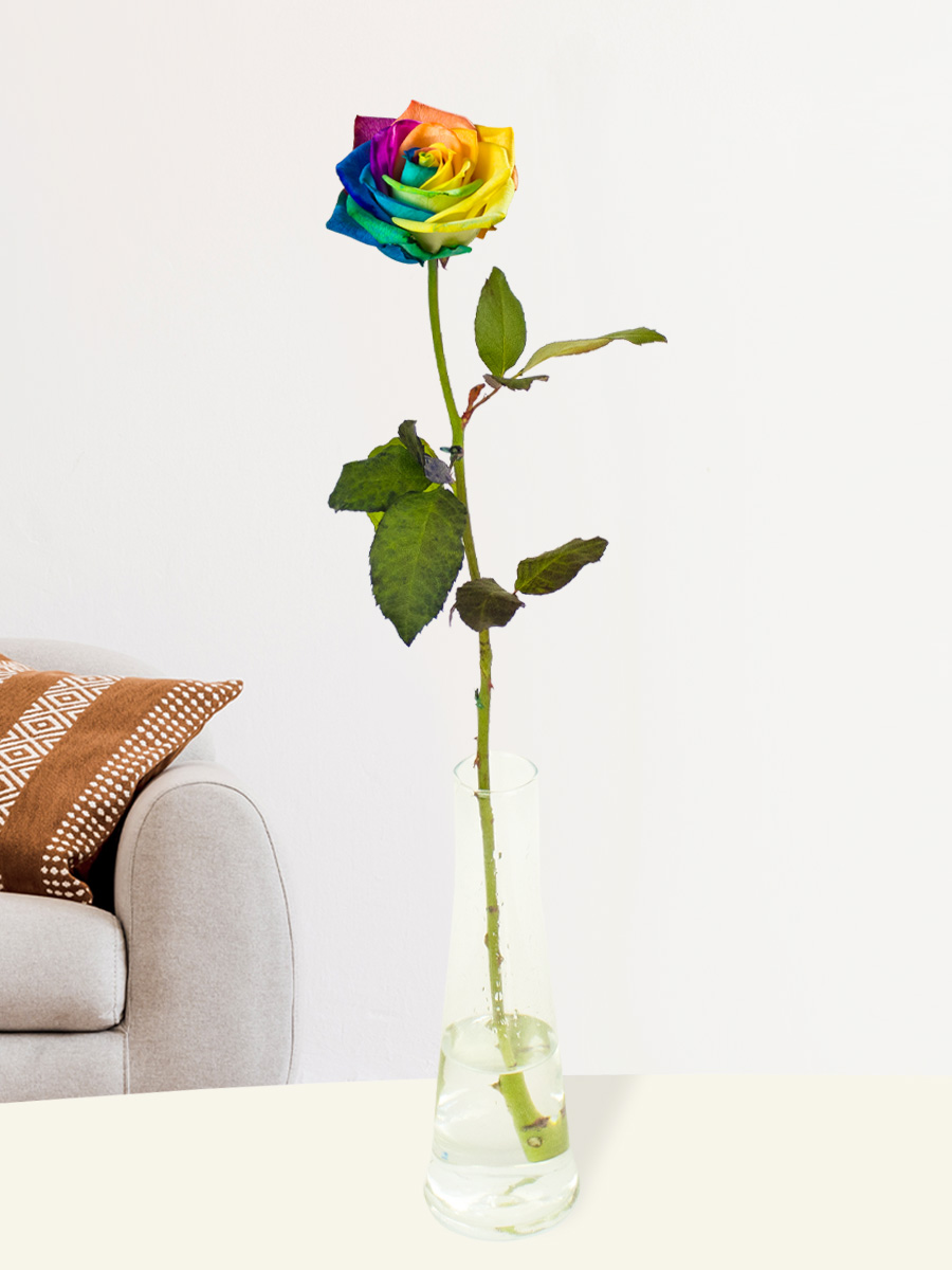 Enkele regenboog roos, inclusief vaasje 1 Enkele regenboog roos, inclusief vaasje