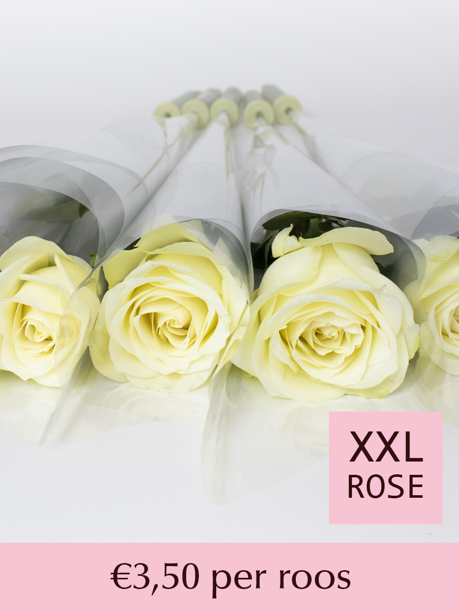 Witte rozen per stuk verpakt - Snowstorm - 10 t/m 99 stuks 1 Witte rozen per stuk verpakt - Snowstorm - 10 t/m 99 stuks