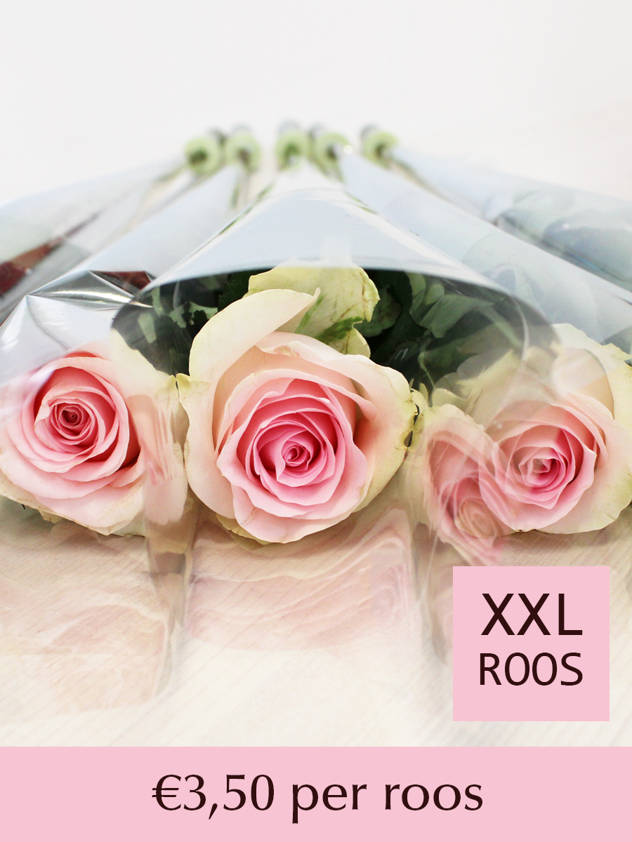 Zachtroze rozen per stuk verpakt - Sweet Revival - 10 t/m 99 stuks 1 Zachtroze rozen per stuk verpakt - Sweet Revival - 10 t/m 99 stuks