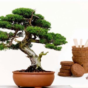 Bonsai Boompje Kit