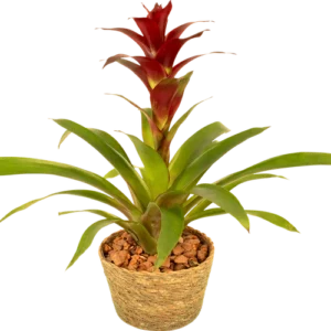 Guzmania in mand Hoogte ca. 55cm - Breed 25cm
